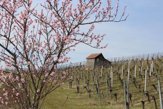 Frühling 2021 im Weinberg, Flein