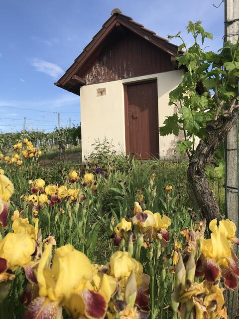Schwertlilien verschönern das Weinberghäuschen in Botenheim