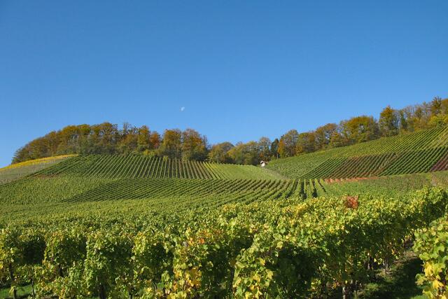 ganz da oben am Waldrand, bei Neipperg