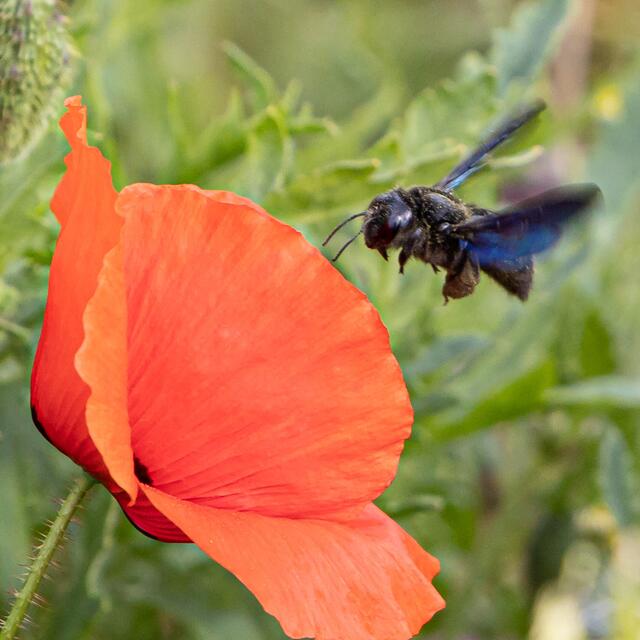 Die Holzbienen bevorzugen roten Mohn
