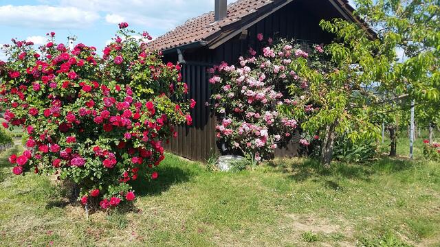 Rosenzeit in den Erlenbacher Weinbergen.