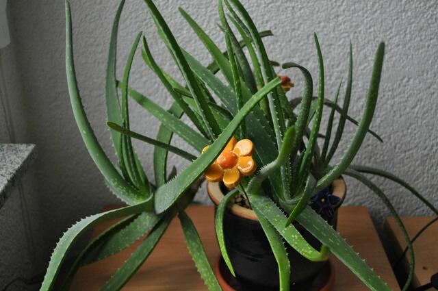 Die Pflanze kann ein Blatt entbehren. | Foto: Daniela Somers