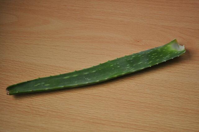 Ein Blatt reicht für die Creme | Foto: Daniela Somers