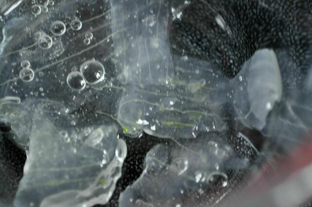 Aloe Vera Gel | Foto: Daniela Somers