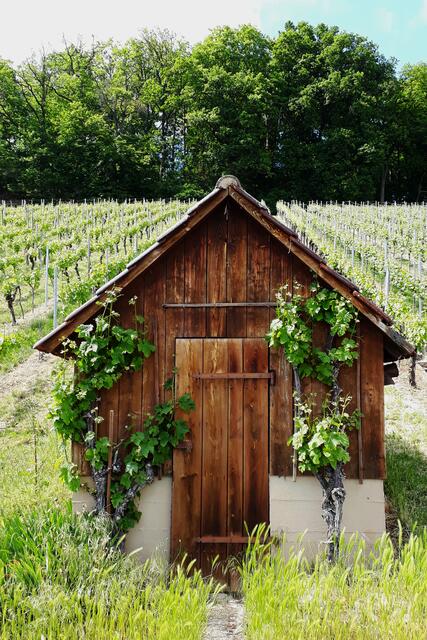 es grünt ums Häuschen bei Neipperg