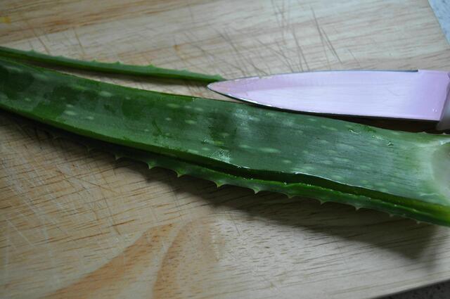 Die kleinen Stacheln und die Kante zuerst abschneiden. | Foto: Daniela Somers