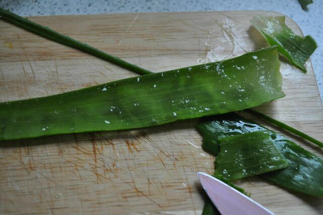Im Inneren des Blatts sitzt das Gel das ich brauche. | Foto: Daniela Somers