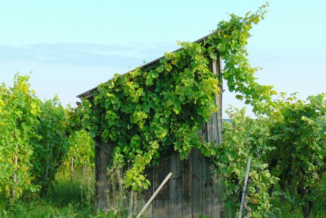 Vor der Ernte