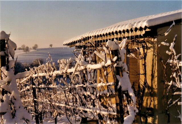 Winterpause im Weinberg
