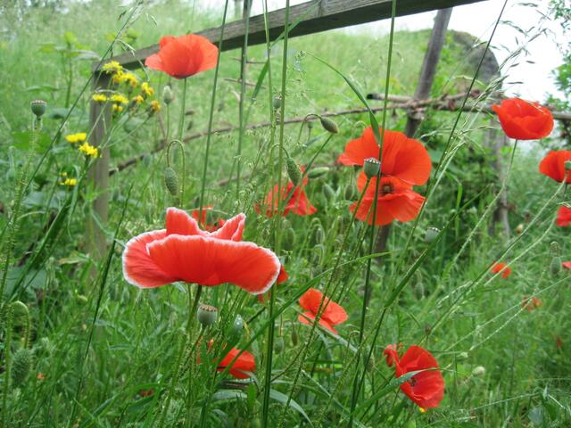 Welche Pracht! Wiesenpippau in leuchtendem Gelb, Mohn souverän wie gewohnt