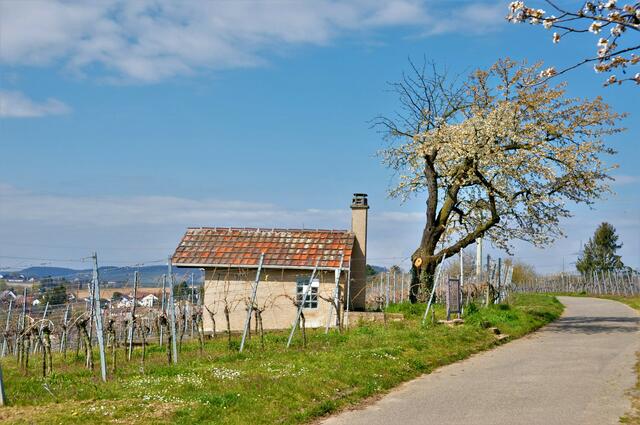 Klingenberg im Frühling