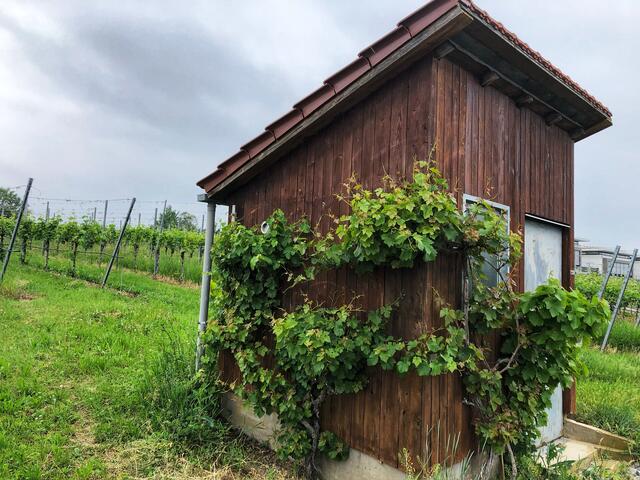 Wengerthäuschen vor meiner Haustür