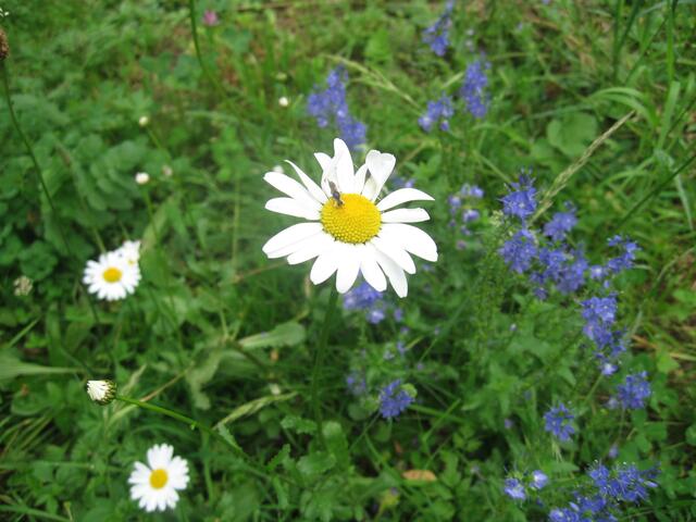 Wildbienen sei Dank!