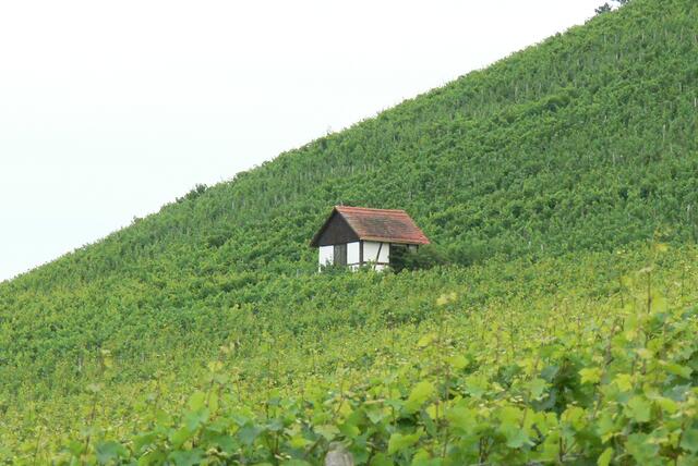 Weinberghütte in ihrem Element