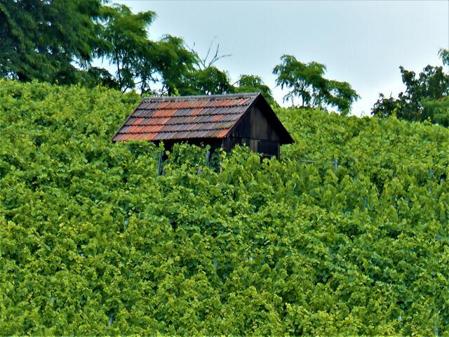 Der Weinberg überwächst seine Hütte