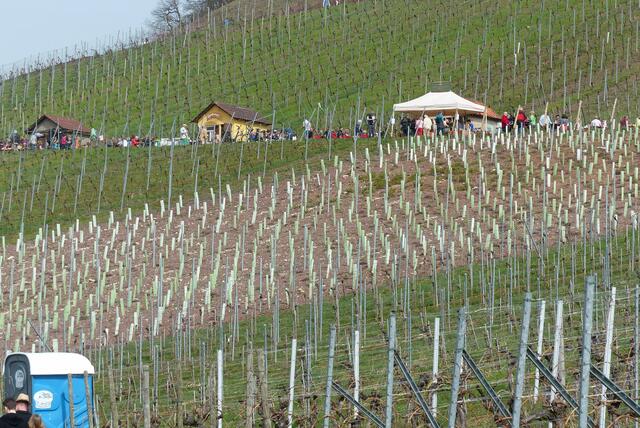 Mandelblütenfest bei Dieffenbach