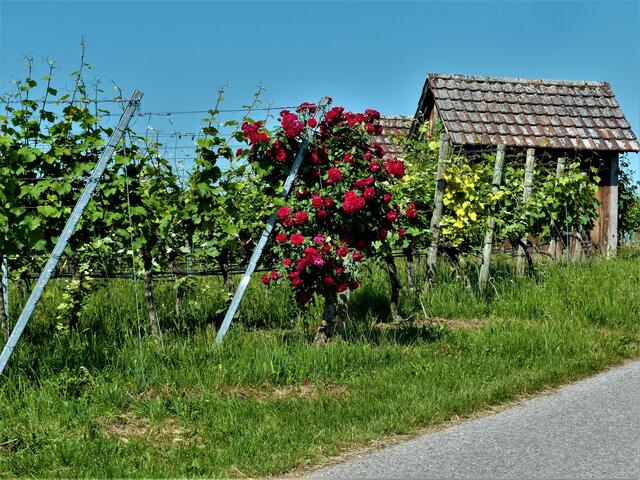 Rosenschmuck für die Hütte