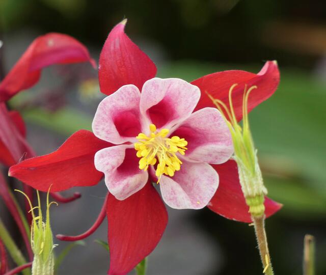 Akeleienblüten sind einfach wunderschön.