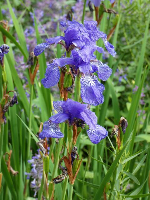 Wunderschöne blaue Iris.