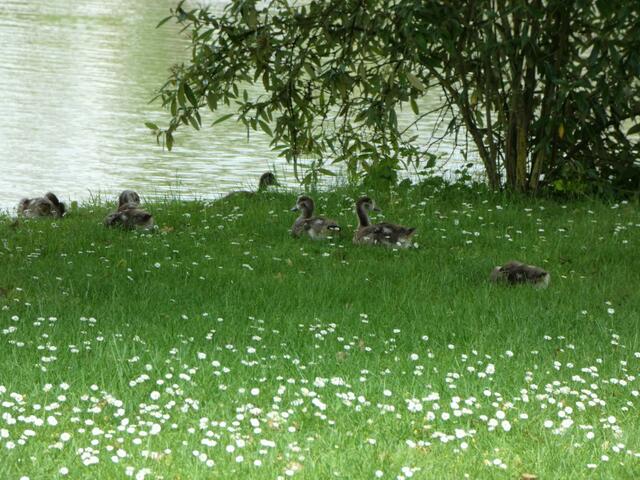 Die jungen Nilgänse sind schon ganz schön groß geworden. Sie gönnen sich auf der Gänseblümchenwiese am Wasser eine kleine Ruhepause.