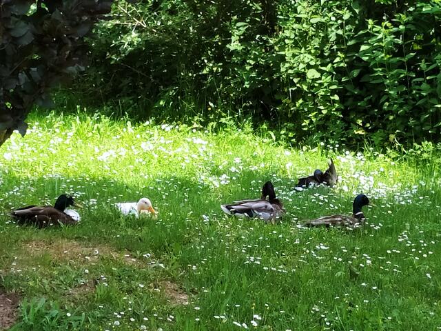 Die enten scheinen sich auch gern zwischen den Gänseblümchen auszuruhen.