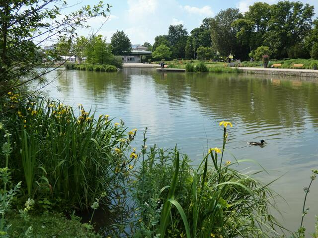 Am Ufer blühen hier und dort gelbe Sumpf-Iris - wie schön....