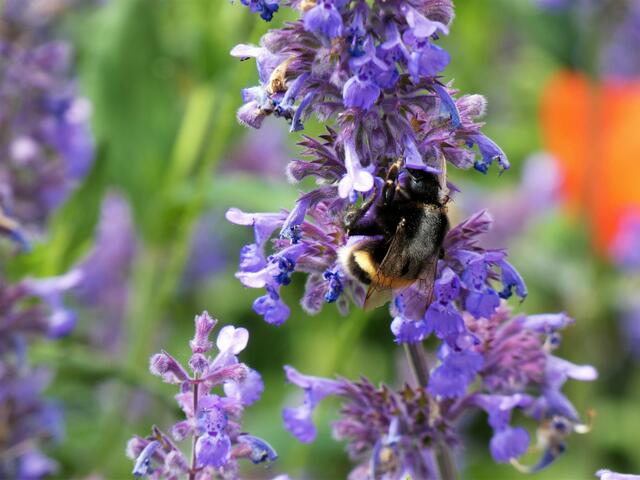 Diese Hummel war ein richtiger Brummer. Fast schien sie zu schwer für den Blütenstängel. Aber die Pflanzen sind da sehr standhaft. Sie war unermüdlich am Nektar sammeln....