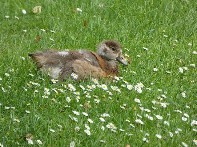Die junge Nilgans zwischen all den Gänseblümchen - so herzig.....