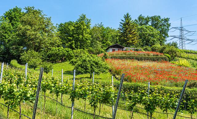 Über dem Mohnfeld - Häuschen im Weinberg bei Lauffen (11. Juni 2021)