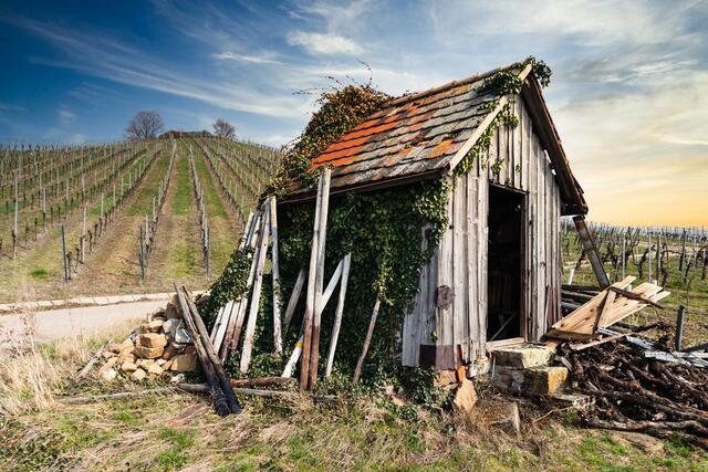 Das Weinberghäuschen hat schon bessere Zeiten gesehen, Stiftsberg