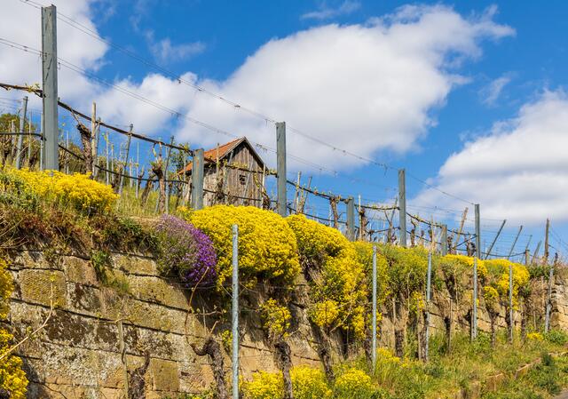 Frühling am Wartberg