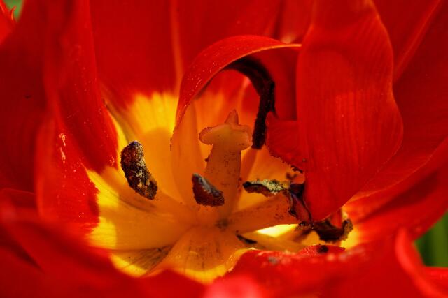Auch im inneren einer Tulpe sind unsere gesuchten Farben "Schwarz - Rot - Gold" wunderschön zu finden. | Foto: Wolfgang Kynast