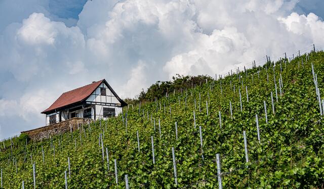 Im Weinberg bei Stockheim  (10.6.2021)