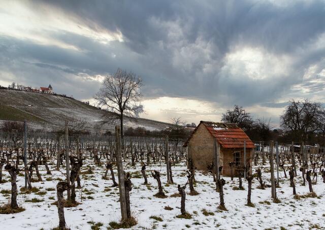 Winter in den Weinbergen am Michaelsberg, Cleebronn