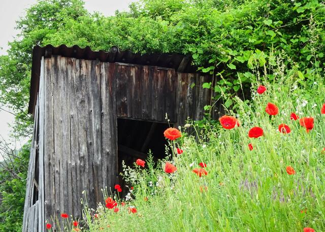Hütte am Mohnweg