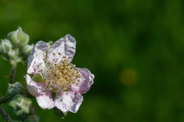 Brombeerblüte
