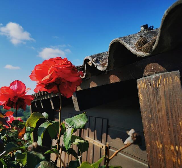 Rosendach