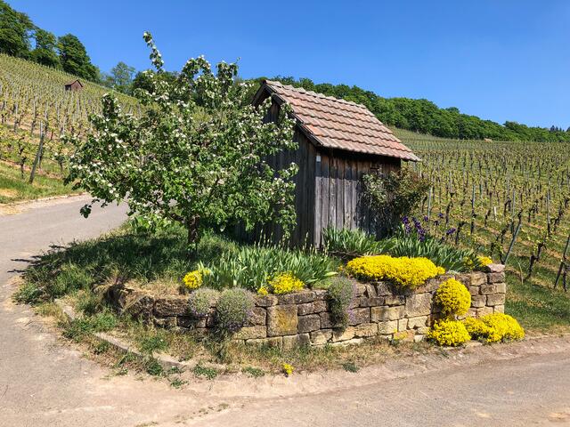 Wengerthäuschen in den Weinbergen von Heilbronn