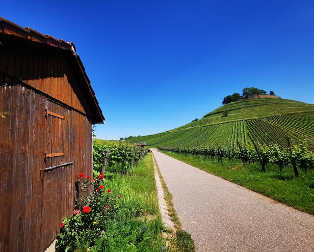 Blick zur Burg Weibertreu