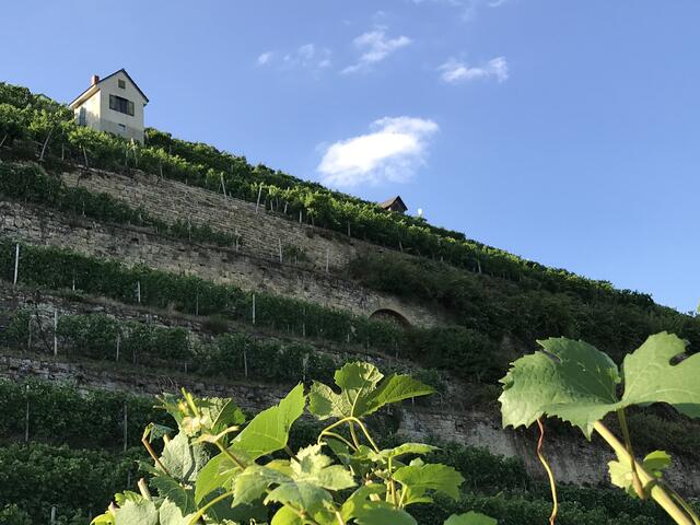 Lauerhäuschen thront auf dem Lauffener Weinberghang.
