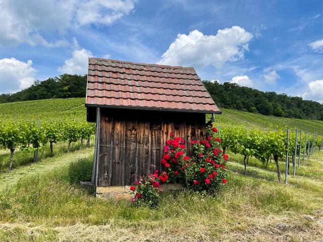 Wengerthäuschen in den Weinberge von Heilbronn