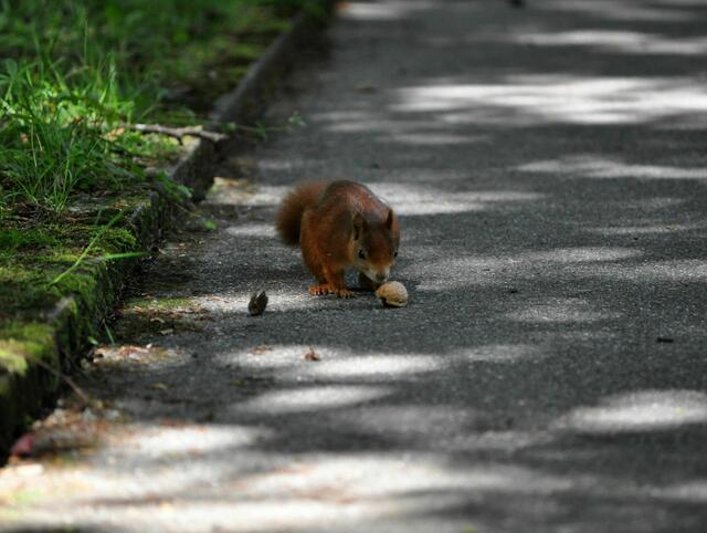 Ich hab sie gleich | Foto: Daniela Somers