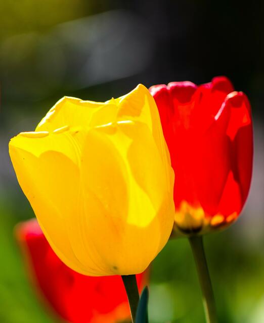 Tulpen in den deutschen Farben