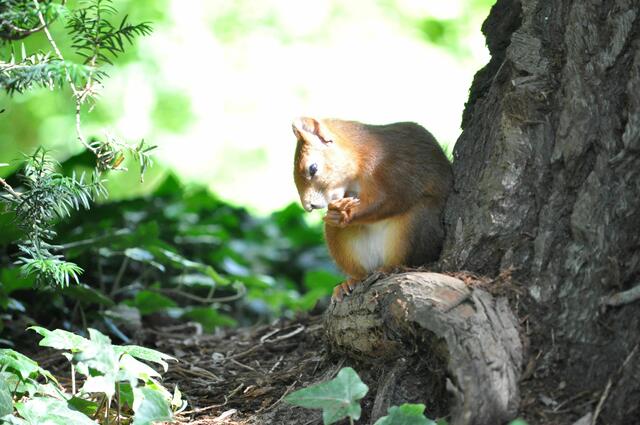 Ich muss mir das erst noch überlegen. Da nage ich mal noch ne Weile an meiner Pfote und schau was hier passiert. | Foto: Daniela Somers
