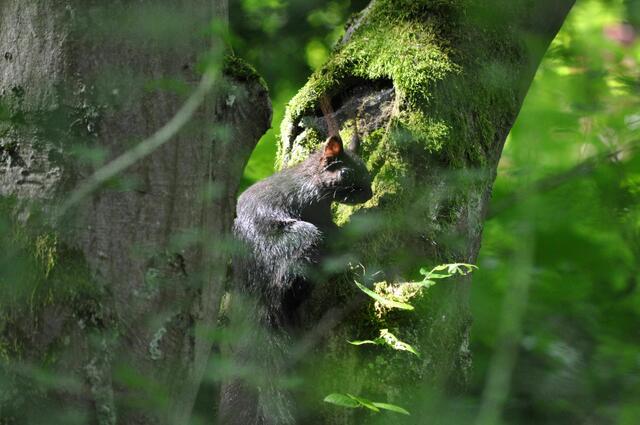 Mir ist die Sache zu heiß. Ich kenne die Frau doch garnicht. | Foto: Daniela Somers