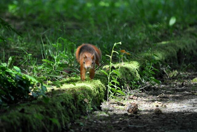 Ganz langsam und vorsichtig mal näher ran gehen. | Foto: Daniela Somers