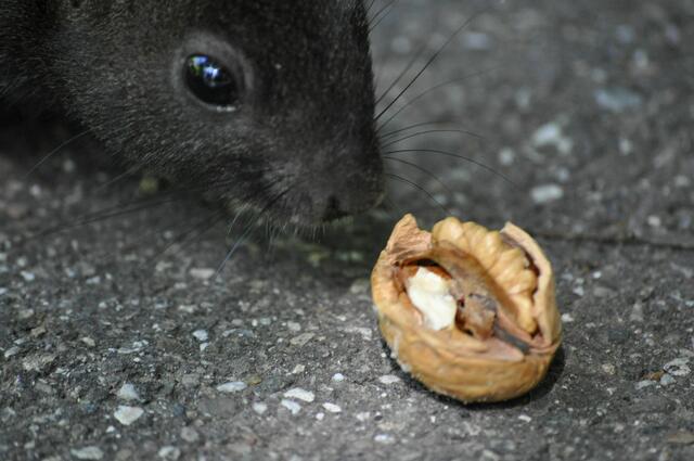 Die riecht lecker. | Foto: Daniela Somers