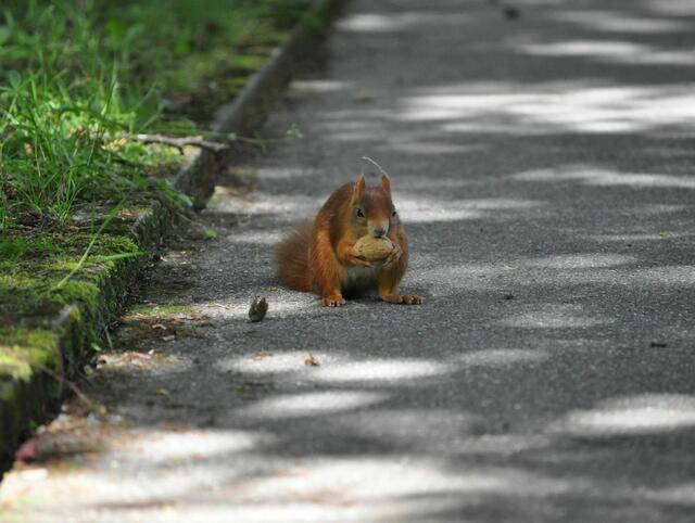 Super, ich habe auch eine erwischt. | Foto: Daniela Somers