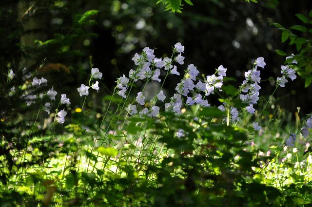 Glockenblumen. Überall blühen auch Blumen wild. Fast wie in einem Park | Foto: Daniela Somers