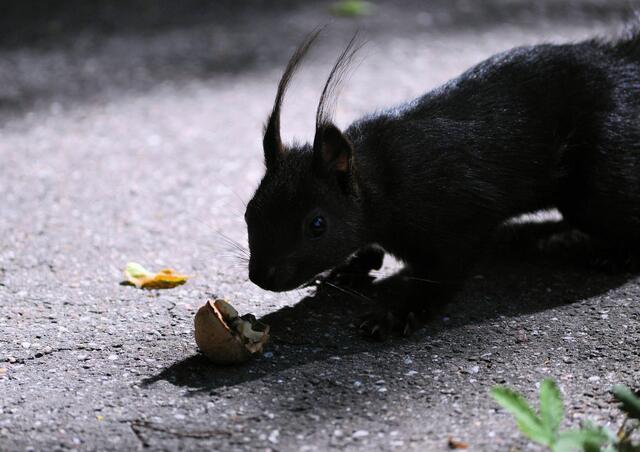 Lecker. Aber ich muss dich im Auge behalten. | Foto: Daniela Somers
